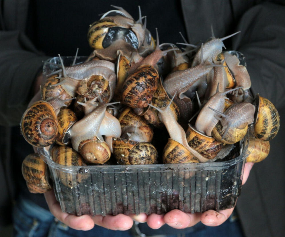 Bandyci porwali ślimaki! Tysiące mięczaków w rękach rabusiów