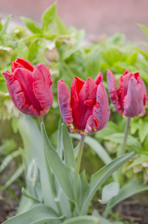 Tulipany papuzie