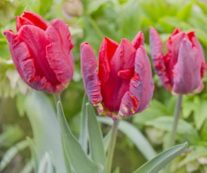 Tulipany papuzie