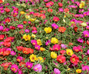 Jakie kwiaty będą królować na naszych balkonach w 2026 roku?