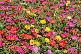 Portulaka wielkokwiatowa