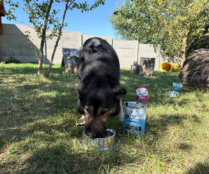 ESKA Summer City odwiedziła schronisko w Świdnicy. Pomoc dla zwierząt i kolejne przystanki na trasie