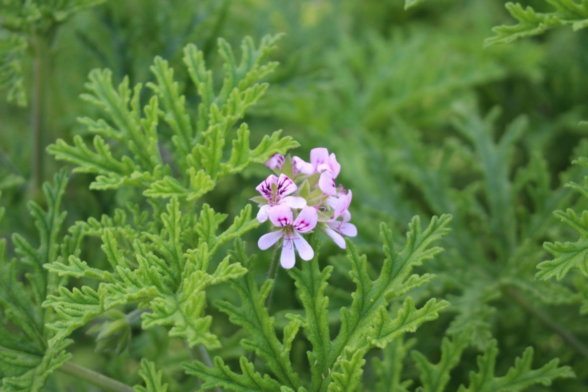 Anginka - pelargonia pachnąca