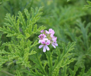 Anginka - pelargonia pachnąca