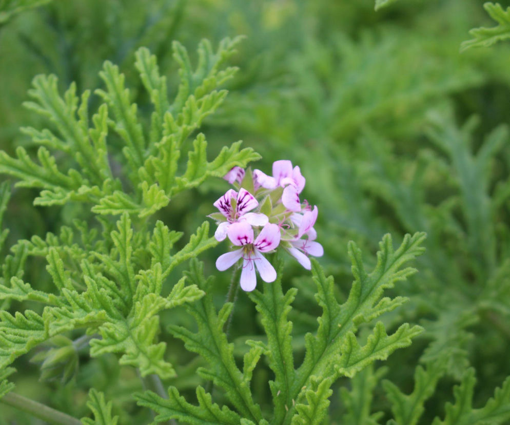 Anginka - pelargonia pachnąca