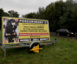 Cala Polska szuka Lemka - zaginionego psa.