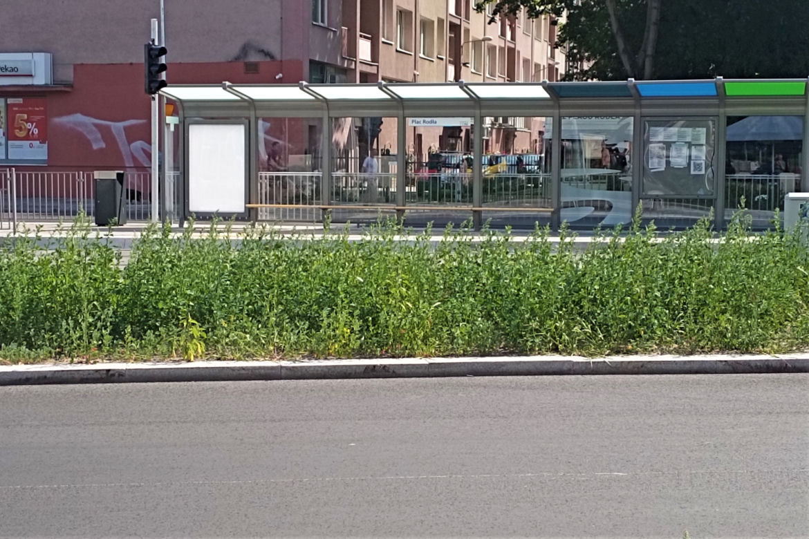 Chwasty na placu Rodła w Szczecinie