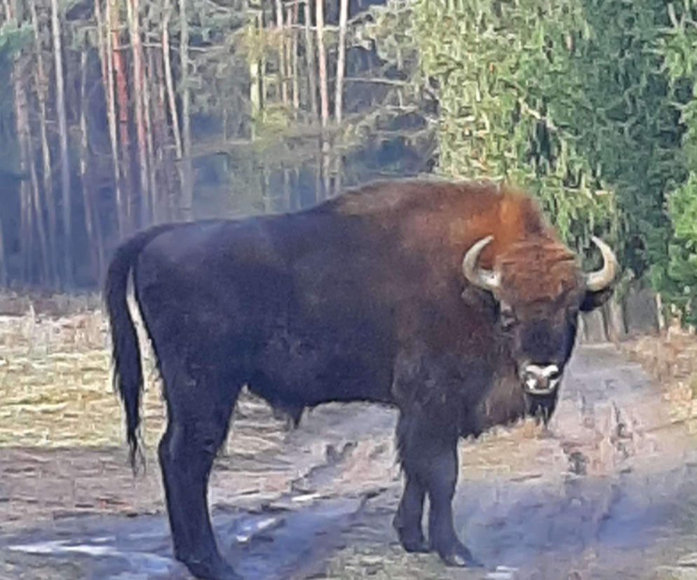 Niecodzienny gość w lesie koło Poznania. Pierwszy raz w historii