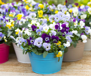 Bratki na balkon, na taras, do ogrodu