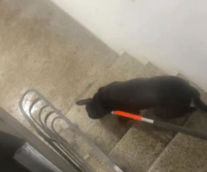 Interwencja inspektorów TOZ z Katowic w Sosnowcu