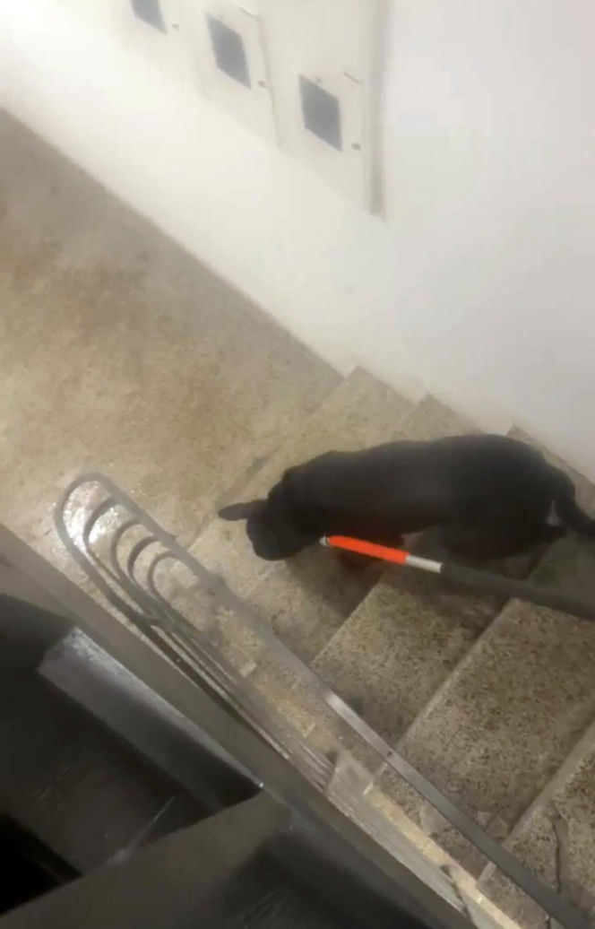 Interwencja inspektorów TOZ z Katowic w Sosnowcu