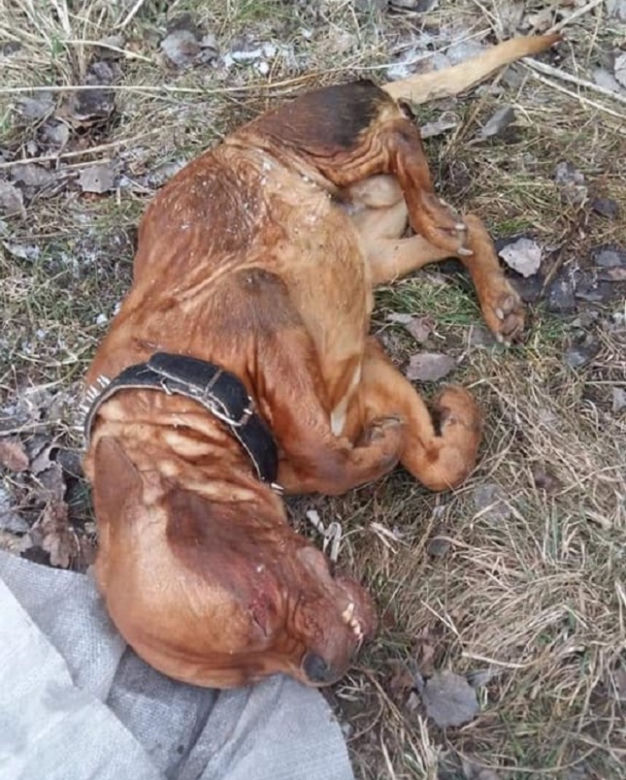 Bestialsko ZAMORDOWANY i porzucony w worku pies! Cierpiał MĘKI [DRASTYCZNE ZDJĘCIA]
