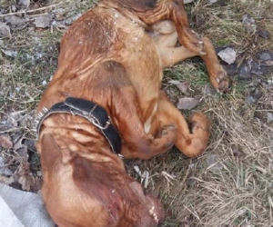Bestialsko ZAMORDOWANY i porzucony w worku pies! Cierpiał MĘKI [DRASTYCZNE ZDJĘCIA]