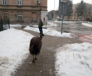 Nietypowy gość na ulicach Przemyśla. Interweniowała Straż Miejska 