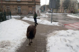 Nietypowy gość na ulicach Przemyśla. Interweniowała Straż Miejska 