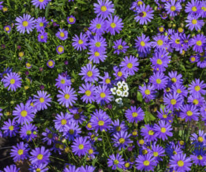 Aster alpejski