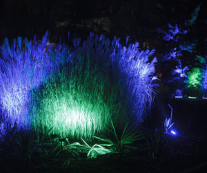 Lasery, muzyka i kolorowe iluminacje w Ogrodzie Botanicznym we Wrocławiu