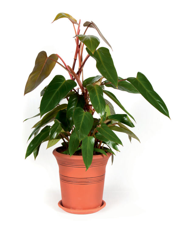 Filodendron
