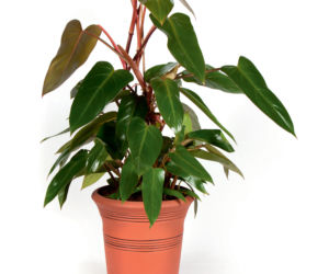 Filodendron
