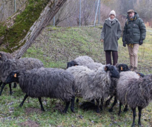 Spacer z owcami zamiast wizyty u terapeuty? Naukowcy z Poznania zaskakuj