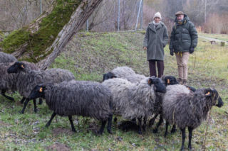 Spacer z owcami zamiast wizyty u terapeuty? Naukowcy z Poznania zaskakuj