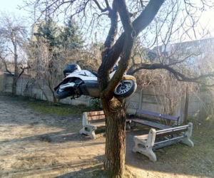 Zawieszony na drzewie
