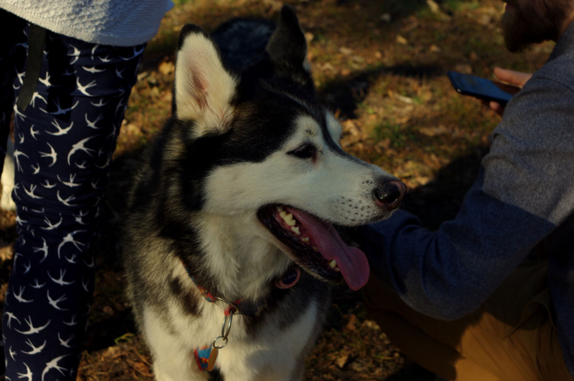 Husky opanowały Psi Park! [GALERIA]