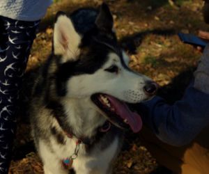 Husky opanowały Psi Park! [GALERIA]