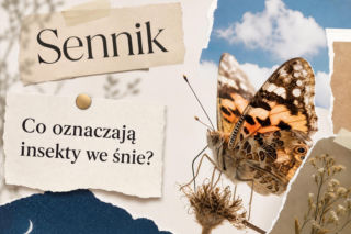 Insekty we śnie – co oznaczają i jak je rozumieć?