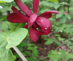 Ten krzew pachnie jak domowa szarlotka. Posadź już teraz, a nornice znikną z twojego ogrodu