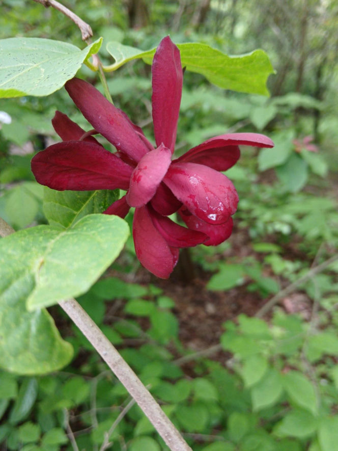 Ten krzew pachnie jak domowa szarlotka. Posadź już teraz, a nornice znikną z twojego ogrodu