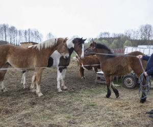 Rolnicy. Podlasie odcinek 14 [13.06.2021]