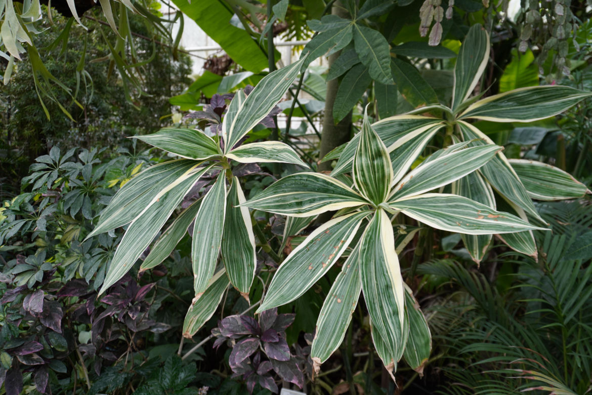 Ogród Botaniczny w Lublinie