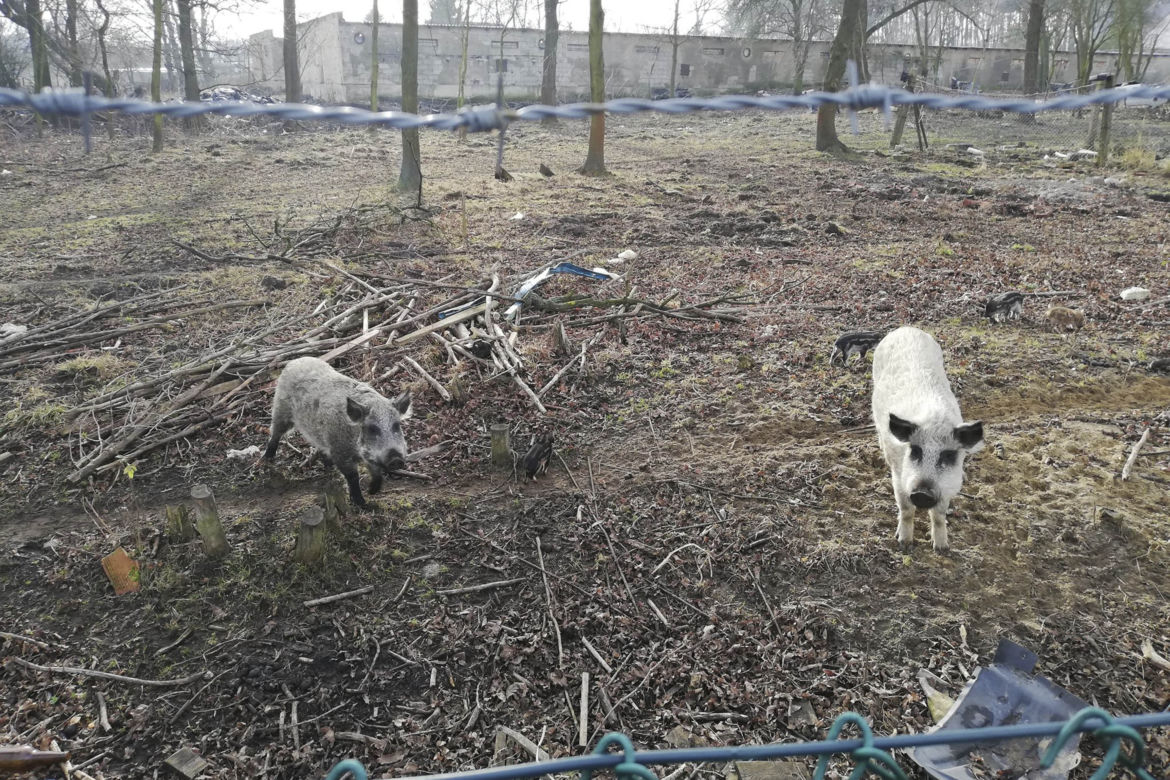 Horror koło Lubina. Świnie zjadły rolnika