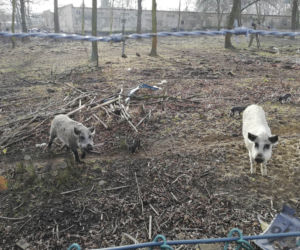 Horror koło Lubina. Świnie zjadły rolnika