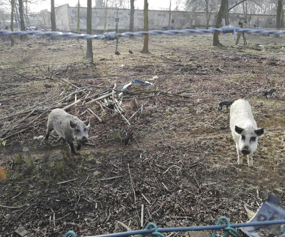 Horror koło Lubina. Świnie zjadły rolnika