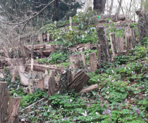 Wiosna budzi się w Arboretum w Bolestraszycach