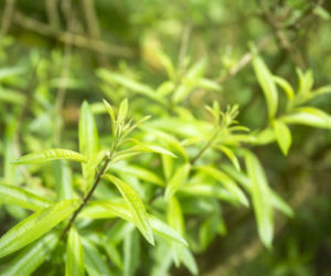 Werbena cytrynowa