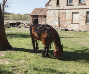Konie i kozy terroryzują wioskę