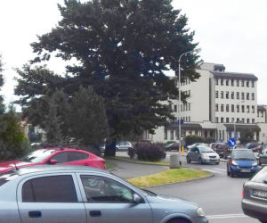 200-letni dąb w Rzeszowie uratowany przez mieszkańców