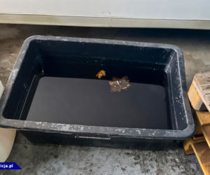 Akcja CBŚP w Kujawsko-Pomorskiem. Zorganizowana grupa przestępcza rozbita, laboratorium zlikwidowane