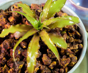 Cryptanthus 