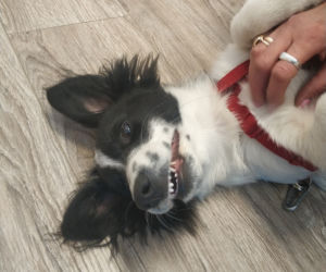 Fido - pies, który jeździł radiowozem