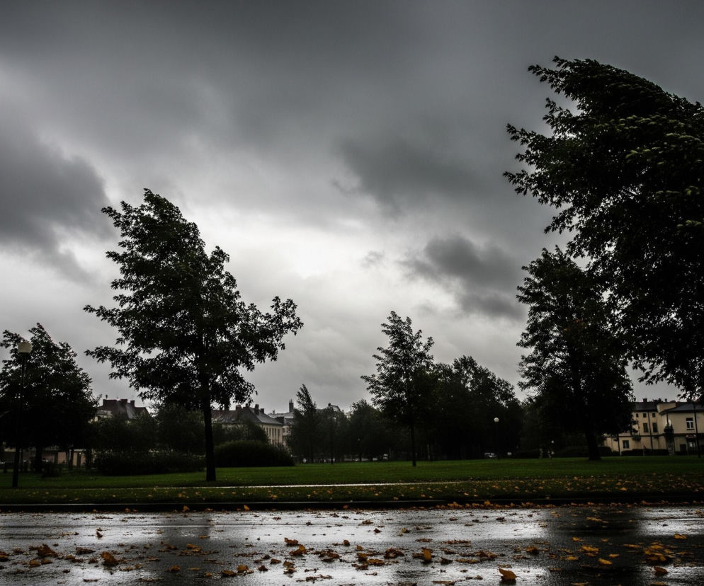 Na pierwszym planie widoczna jest mokra, ciemna nawierzchnia ulicy lub chodnika, pokryta rozrzuconymi, częściowo mokrymi, jasnożółtymi liśćmi. Pozioma linia krawężnika oddziela ją od pasa zielonej trawy, na której również leżą pojedyncze liście. Za trawnikiem rozciąga się grupa drzew o ciemnych, gęstych koronach, niektóre z nich wydają się pochylone pod wpływem wiatru, z liśćmi rozmywającymi się ku prawej stronie. W tle, pomiędzy drzewami, zarysowują się zgeometryzowane, jasne bryły budynków z oknami, niektóre z ciemnymi dachami. Całość sceny dominuje zachmurzone, szare niebo, z jaśniejszym obszarem w centralnej części.
