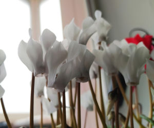 Cyklamen/fiołek alpejski