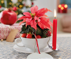 Mini gwiazda betlejemska