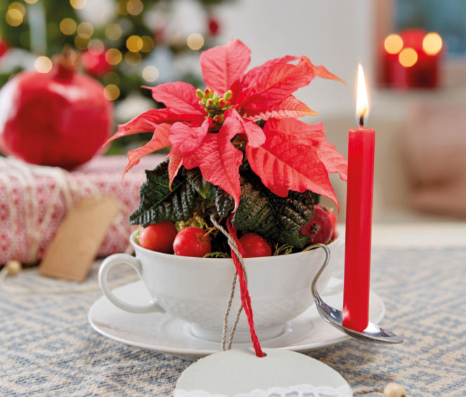 Mini gwiazda betlejemska