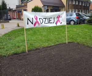 Ponad 2 tysiące żonkili posadzono na Polu Nadziei w Lesznie