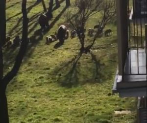 Wataha dzików w Toruniu! Zaatakowały na Rubinkowie