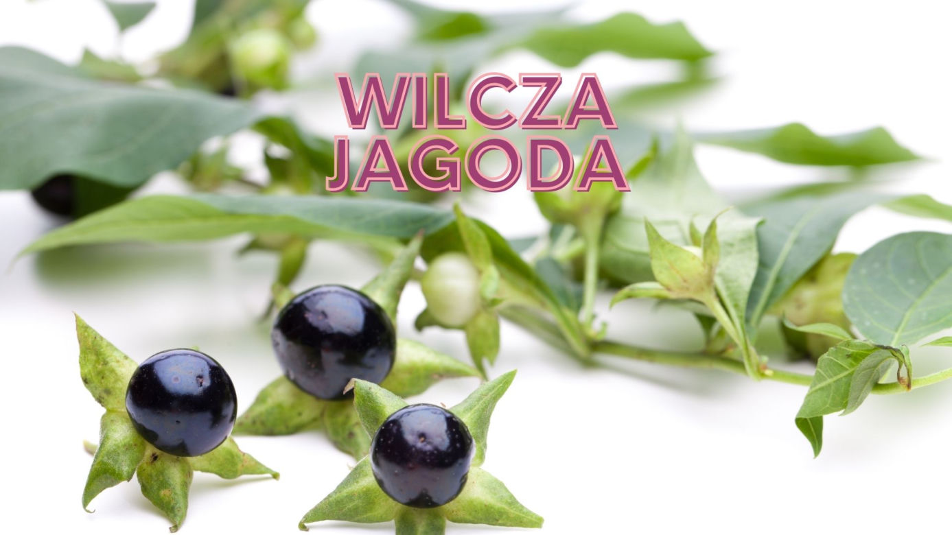Wyglądają pięknie. Są śmiertelnie niebezpieczne! Trujące rośliny, które rosną w Polsce